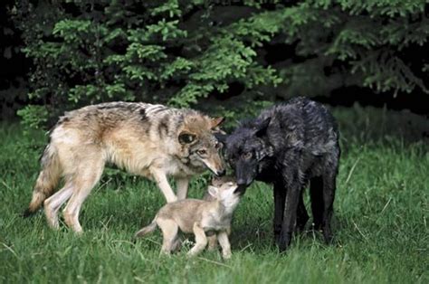 Wolves breeding with dogs. Things To Know About Wolves breeding with dogs. 